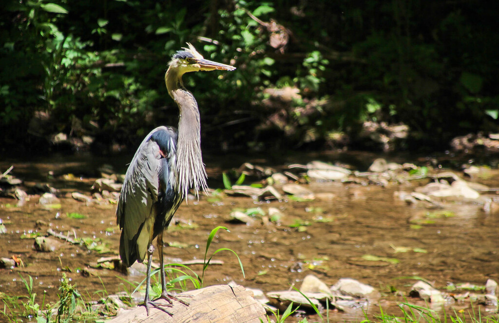 Great Blue Heron by mittens