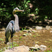 Great Blue Heron by mittens