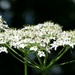 hogweed by cam365pix