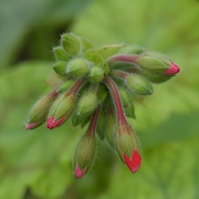 11th Jun 2024 - Emerging Flowers P6111082