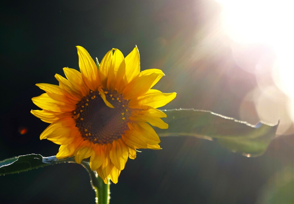 Sunny Sunflower by lynnz
