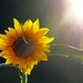 Sunny Sunflower by lynnz
