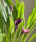 11th Jun 2024 - Growing My Own Calla Lilies