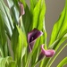 Growing My Own Calla Lilies