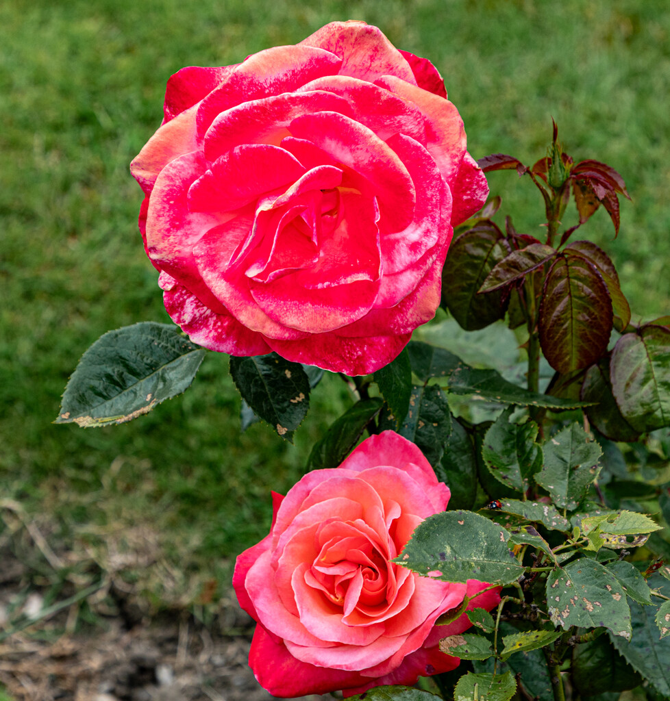 Red Rose by tonus