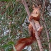 Squirrel Nutkin 🐿️