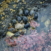 12th Jun 2024 - Dog Whelk Cluster 