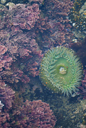 11th Jun 2024 - Feathered Coraline and Anemone