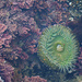 Feathered Coraline and Anemone