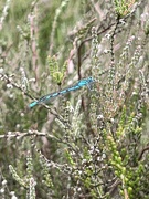 11th Jun 2024 - Common blue damselfly