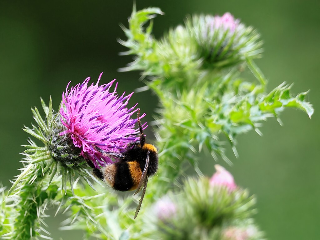 Bee taking nectar from a thistle flower by neil_ge