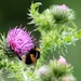 Bee taking nectar from a thistle flower