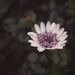Windflower aka Anemone by tiaj1402