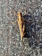 11th Jun 2024 - Grasshopper