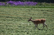 11th Jun 2024 - Ambling Through The Cut Hayfield