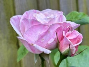 11th Jun 2024 - Pink Rose