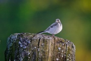 11th Jun 2024 - Wagtail I