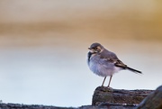 11th Jun 2024 - Wagtail II