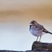 Wagtail II by okvalle
