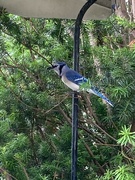 11th Jun 2024 - Blue Jay, Waiting for Peanuts