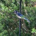 Blue Jay, Waiting for Peanuts