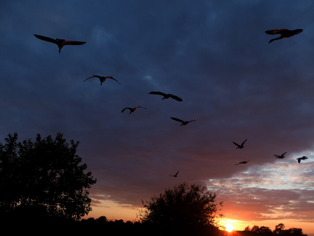 shroppie geese by minsky365