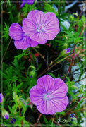 11th Jun 2024 - Cranesbill geranium.