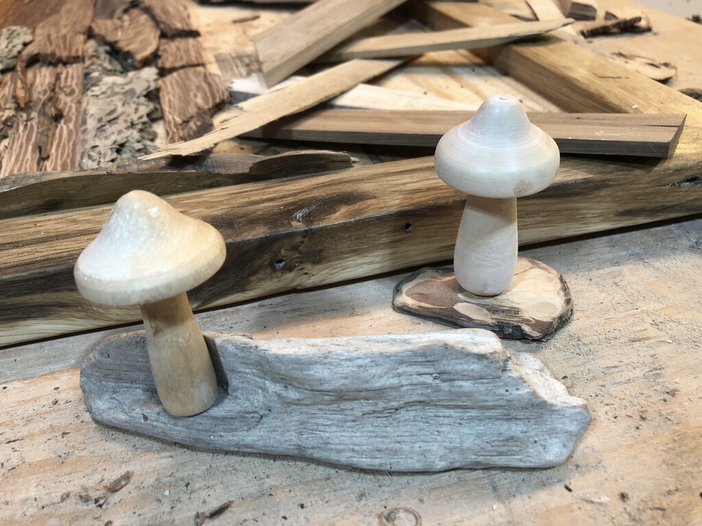 Toad Stools  by dailypix