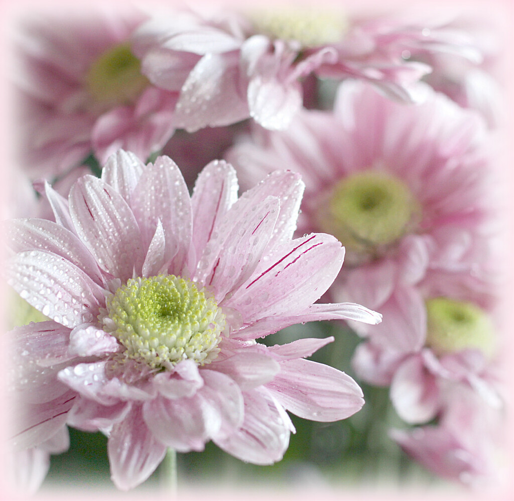 Pink Daisies for Pippa . by wendyfrost