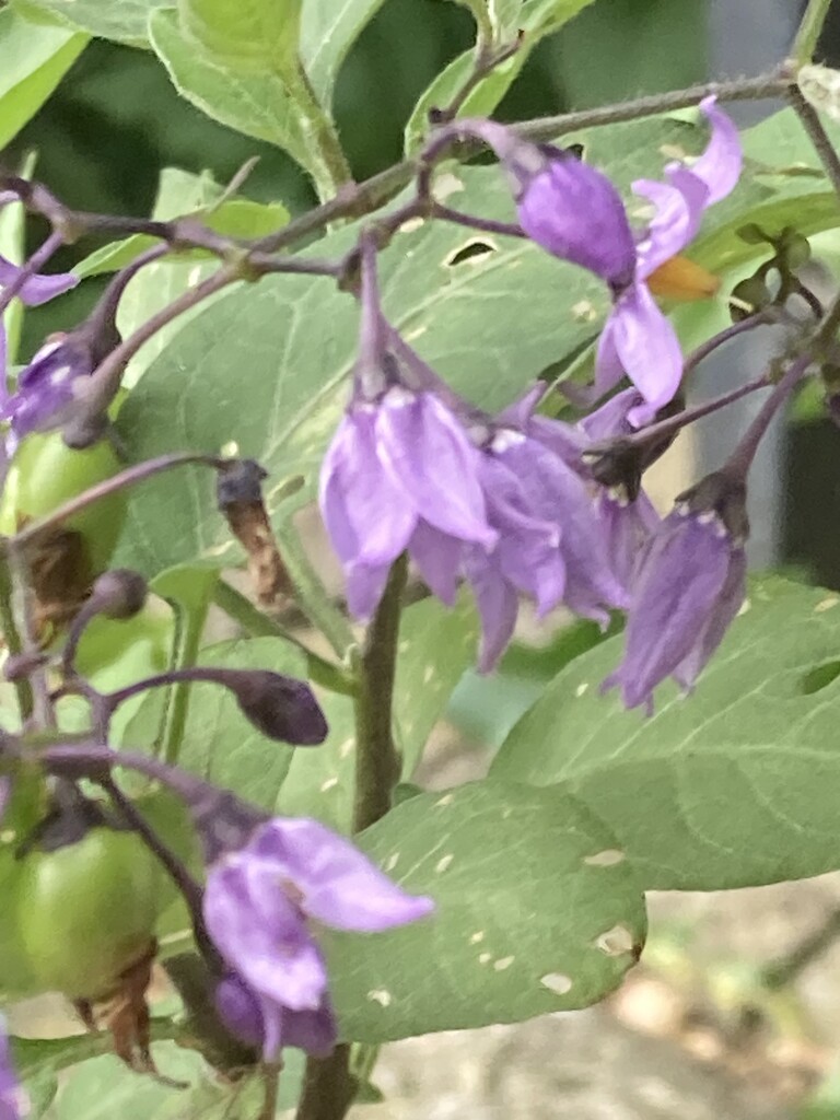 Purple Flowers by spanishliz