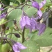 Purple Flowers by spanishliz