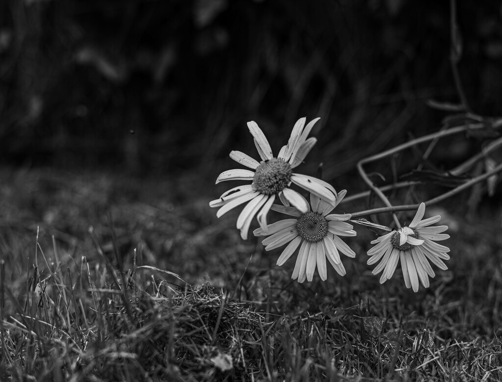 Daisies by darchibald