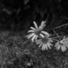 Daisies by darchibald