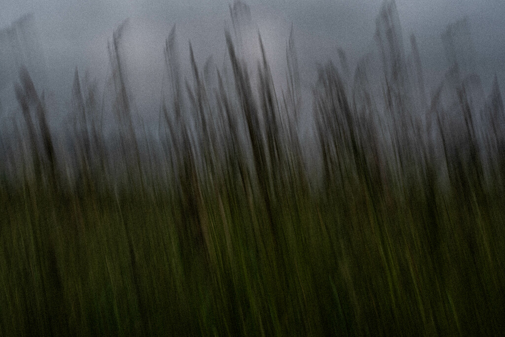 Grasses by darchibald
