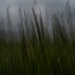 Grasses by darchibald
