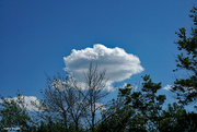 11th Jun 2024 - Cloud and tree