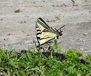 3rd Jun 2024 - Canadian Tiger Swallowtail