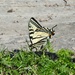 Canadian Tiger Swallowtail by sunnygreenwood