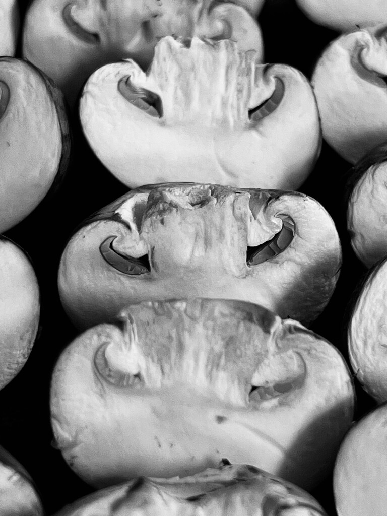 Mushrooms  by gaillambert