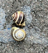 11th Jun 2024 - Snails