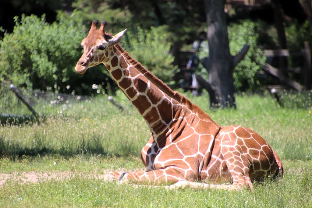 Relaxing Giraffe by randy23