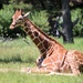 Relaxing Giraffe by randy23