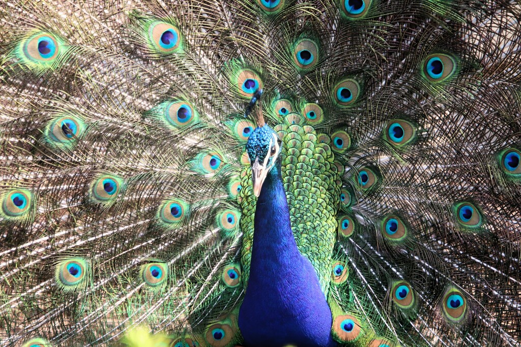Peacock Close Up by randy23