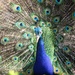 Peacock Close Up by randy23