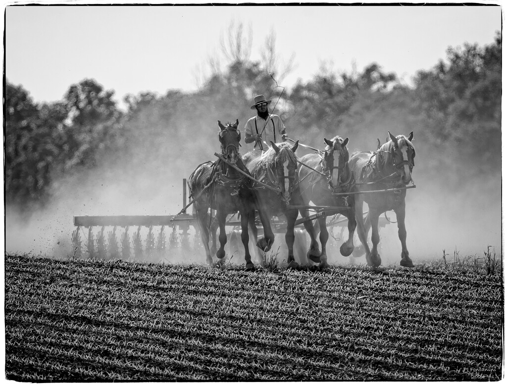 Amish Farmer by bluemoon