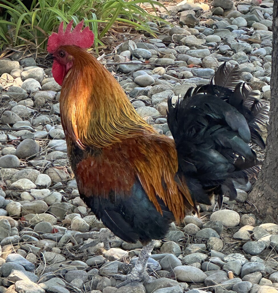 Chicken in Yuba City by wendybca