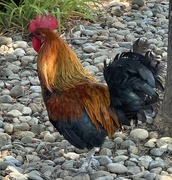 11th Jun 2024 - Chicken in Yuba City
