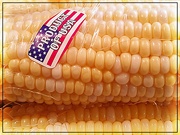 11th Jun 2024 - Corn on the Cob Day