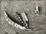 11th Jun 2024 - Wild and Weathered Feathers