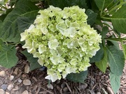 11th Jun 2024 - Hydrangea 